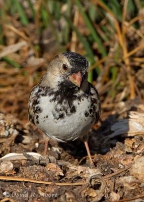 Harris's Sparrow