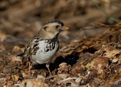 Harris's Sparrow