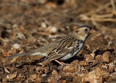 Harris's Sparrow