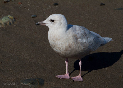 Iceland Gull