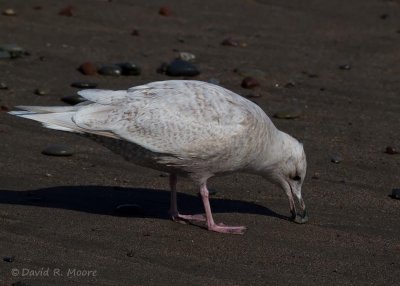 Iceland Gull