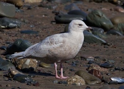 Iceland Gull