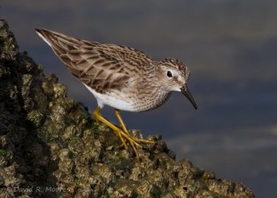 Least Sandpiper