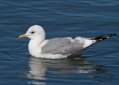 Mew Gull