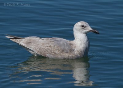 Larus sp.