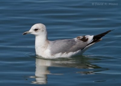 Mew (?) Gull