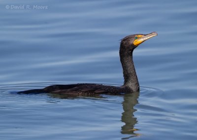 Double-crested Cormorant
