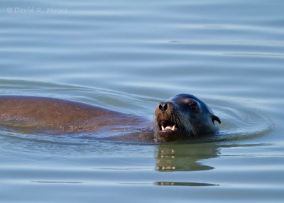Sea Lion