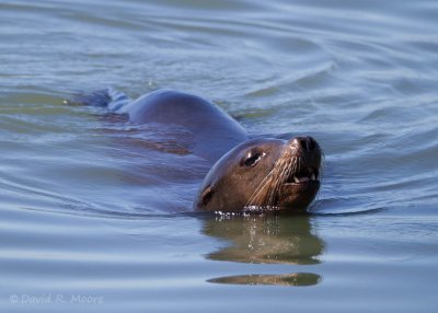 Sea Lion