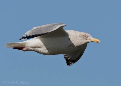 Herring Gull