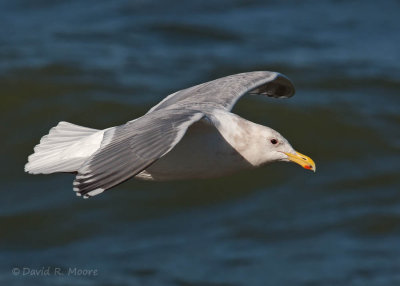 Glaucous-winged Gull