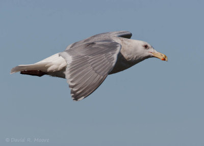 Glaucous-winged Gull