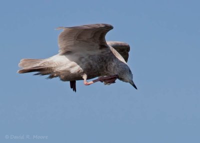 Larus sp.
