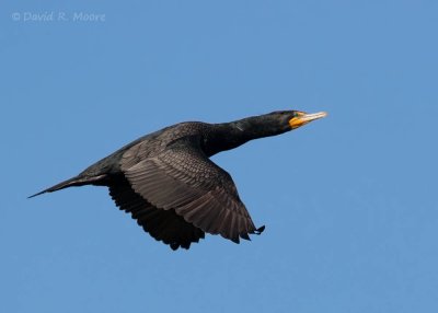 Double-crested Cormorant