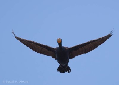 Double-crested Cormorant