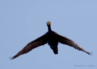 Double-crested Cormorant