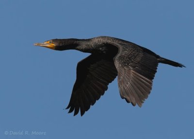 Double-crested Cormorant