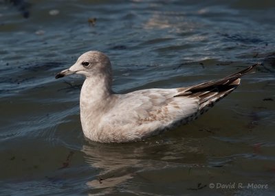 Larus sp.