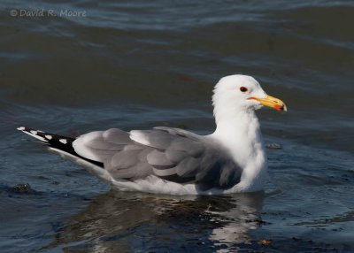 California Gull