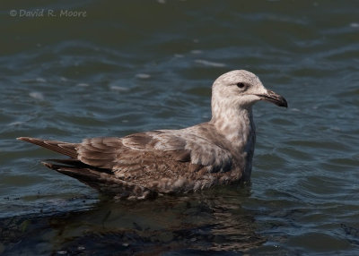 Larus sp.