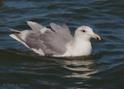 Glaucous-winged Gull