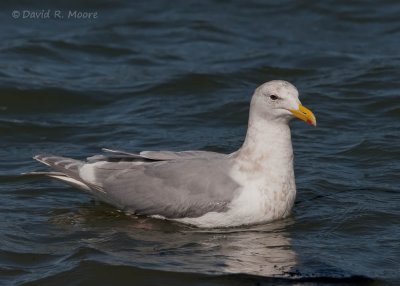 Glaucous-winged Gull