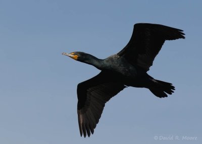 Double-crested Cormorant
