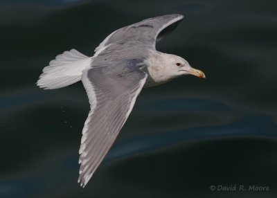 Glaucous-winged Gull
