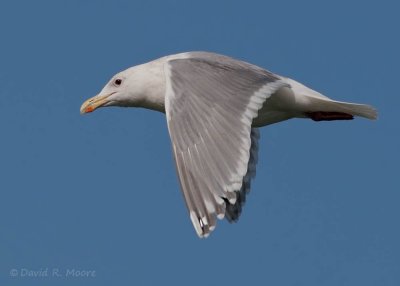 Glaucous-winged Gull