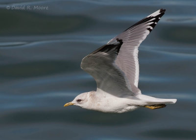 Mew Gull