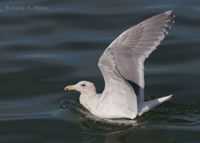 Glaucous-winged Gull