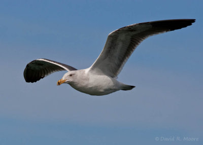 Western (?) Gull