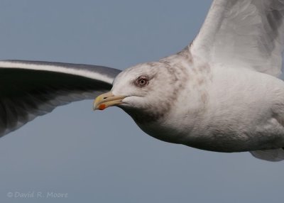 Glaucous-winged (?) Gull