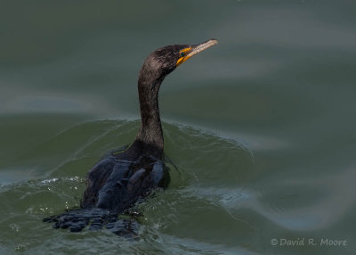 Double-crested Cormorant