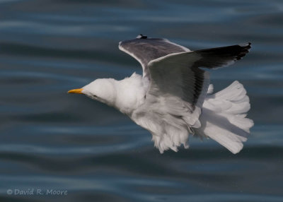 Western Gull