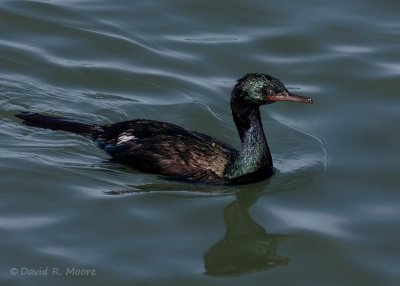 Pelagic Cormorant
