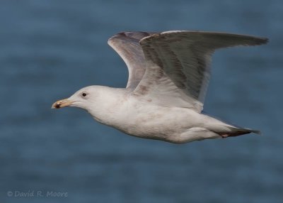 Larus sp.