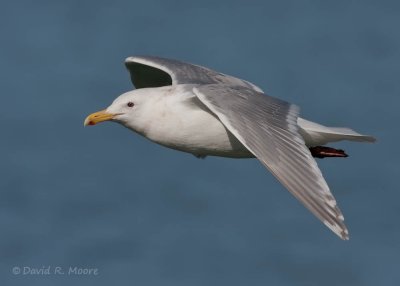 Glaucous-winged Gull