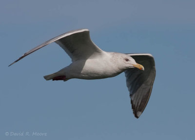 Larus sp.