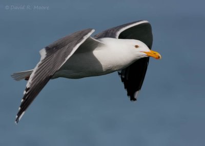 Western Gull