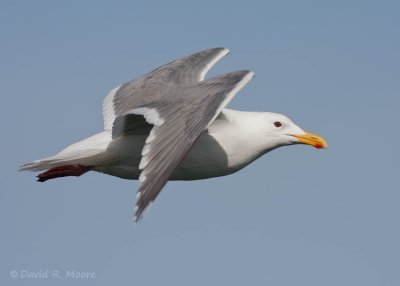 Glaucous-winged Gull