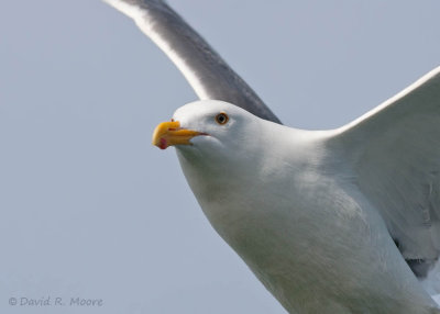 Larus sp.
