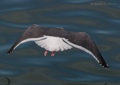 Western Gull
