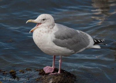 Larus sp.