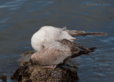 Larus sp.