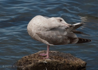 Larus sp.