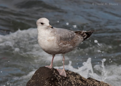 Mew Gull