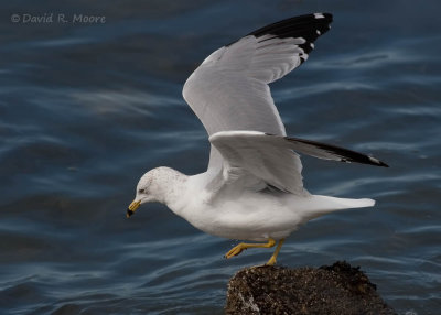 Ring-billed Gull