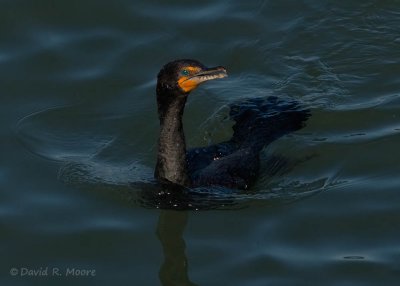 Double-crested Cormorant