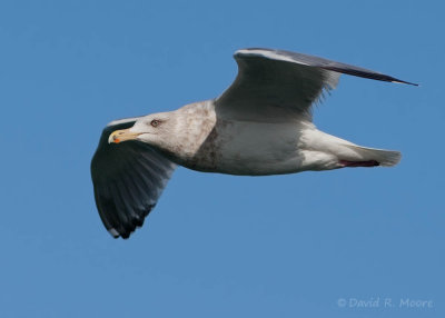 Herring (?) Gull